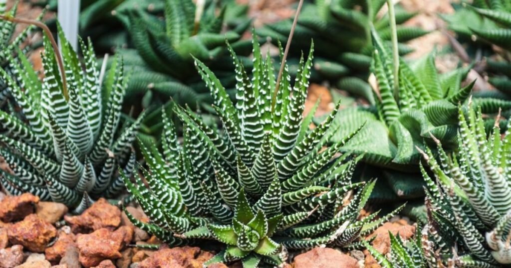 Hawrothia Fasciata Plants