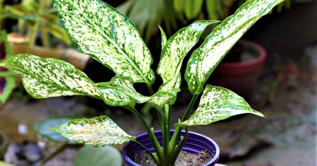 A beautiful Aglaonema Snow White plant in a pot