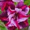 Adenium Purple Flowering Plant