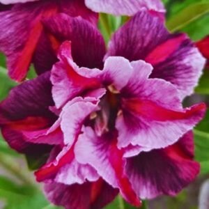 image of Adenium Como Flowering Plant