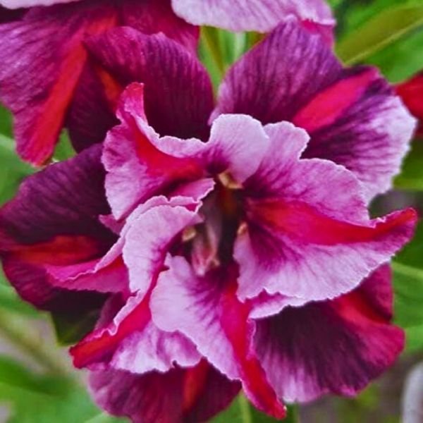 image of Adenium Como Flowering Plant
