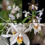 Image of wild jungle orchid collection