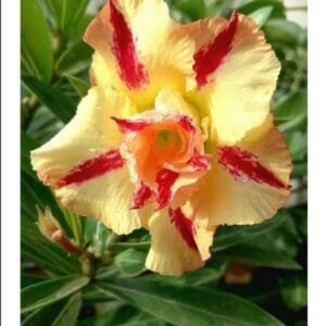 Image of Adenium Lucky Gold Plant