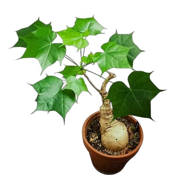 Image of Firmiana colorata – Sterculia colorata (Bonfire Tree)