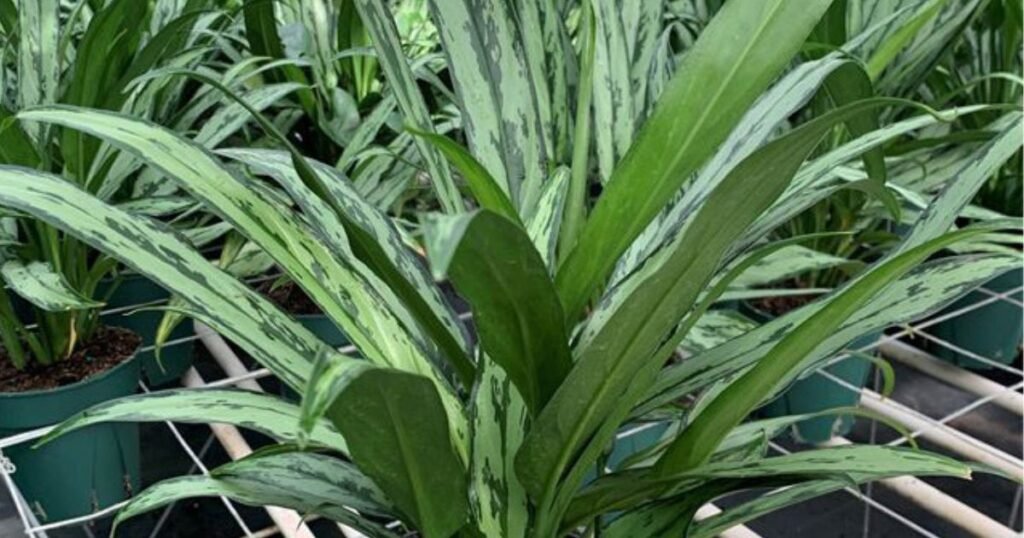 Aglaonema Cutlass plant with long green leaves