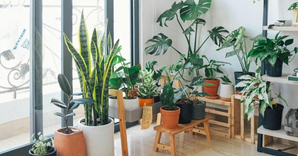 indoor plants in pots