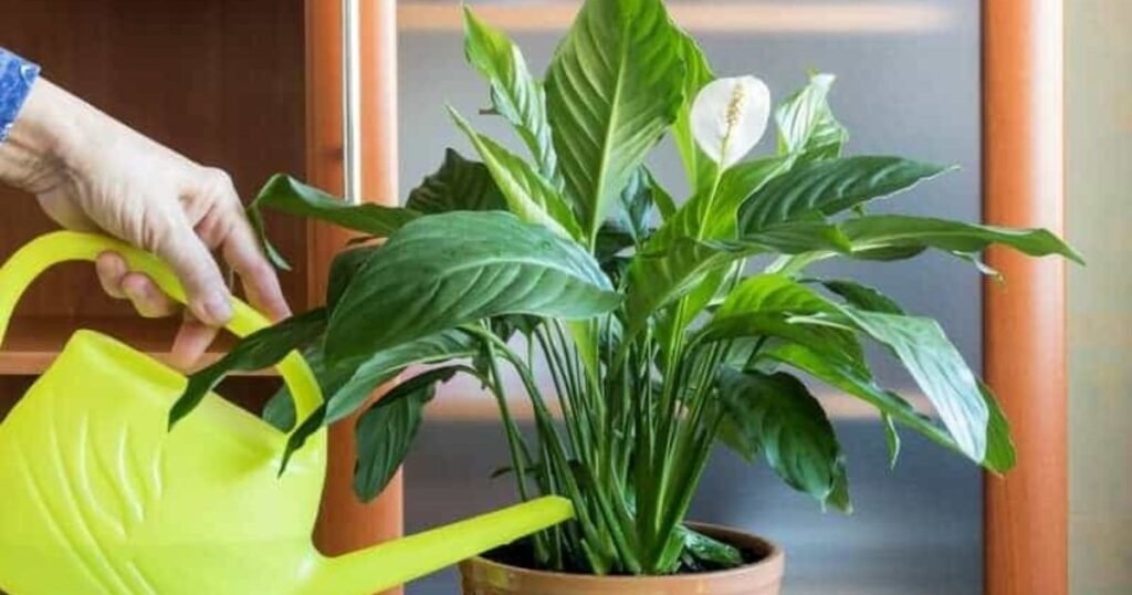 watering little angel peace lily with yellow watering can