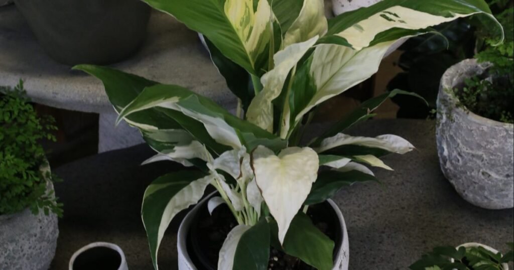 picasso peace lily plants with white and green leaves