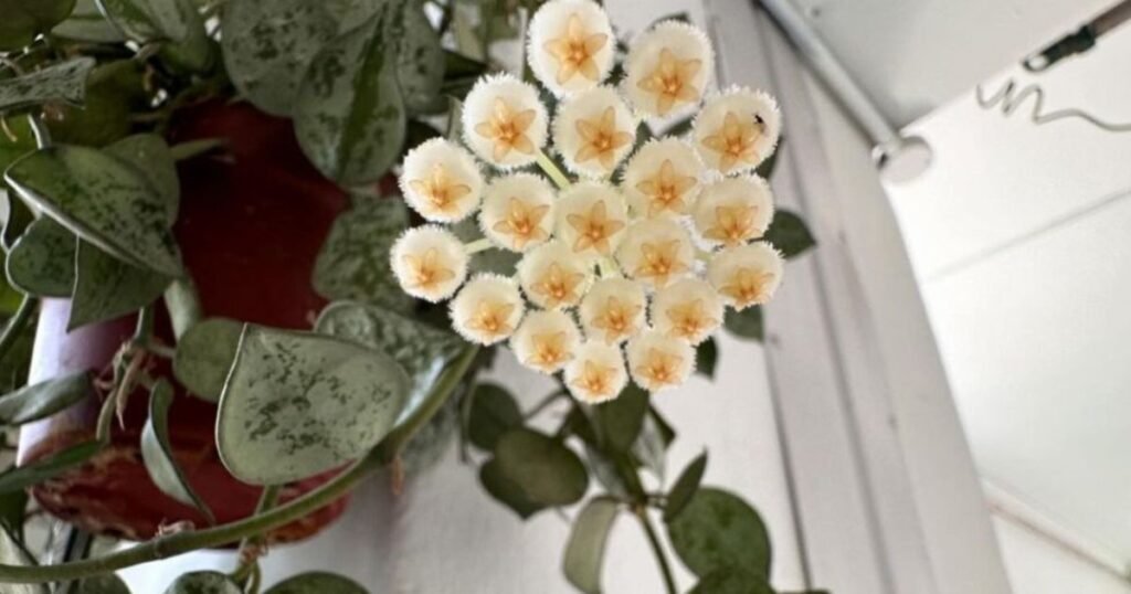 hoya krohniana plants in hanging planters
