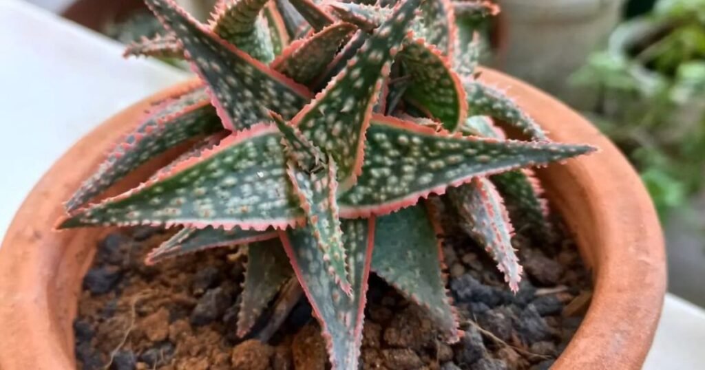 aloe bright star in an earthen pot