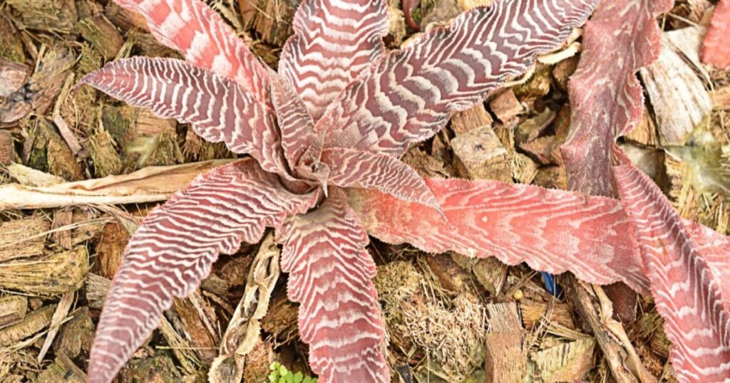 Cryptanthus Fosterianus plant