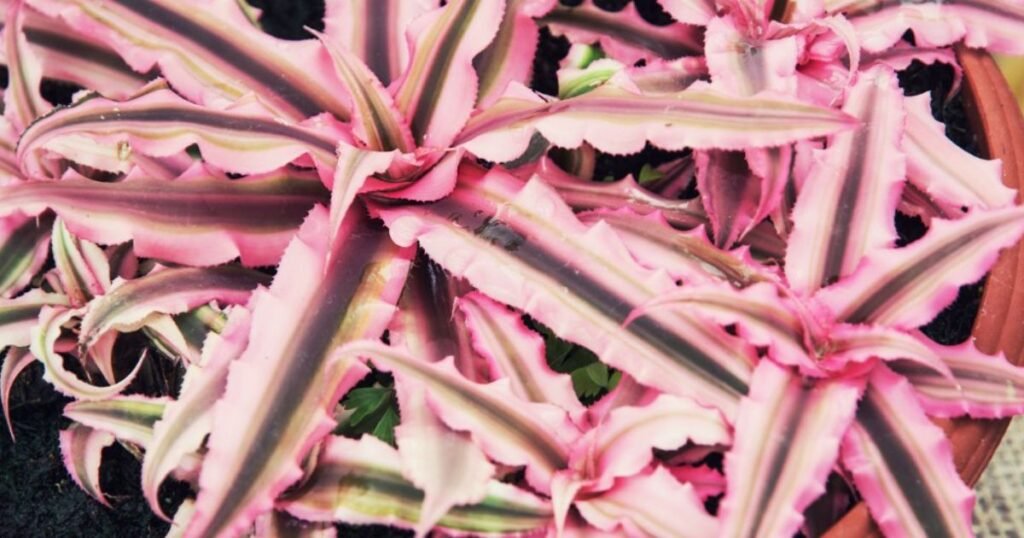 Cryptanthus Ruby with pink leaves