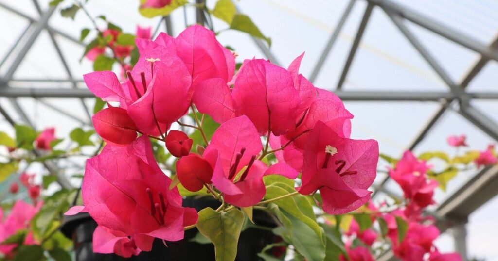 pink color bougainvillea plants in black hanging pots