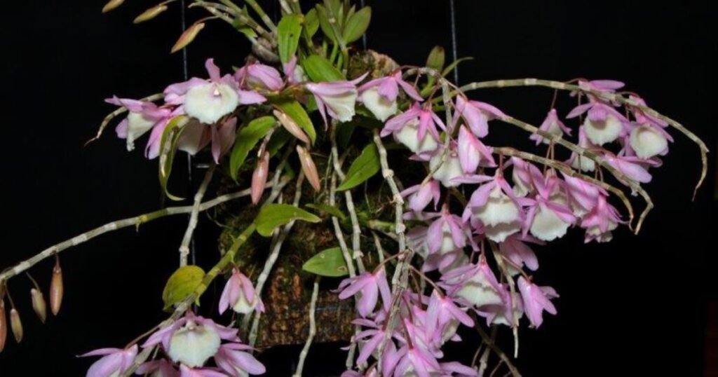 pinkish white hanging Dendrobium Aphyllum