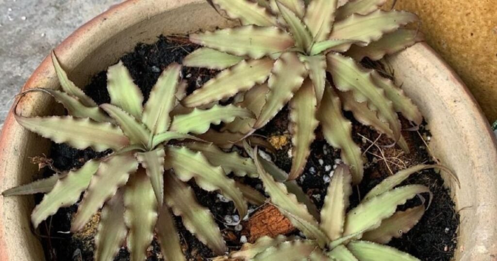 Cryptanthus Acaulis Gray plant in pot