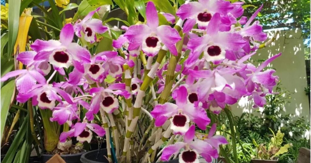 Dendrobium Nobile in hanging basket