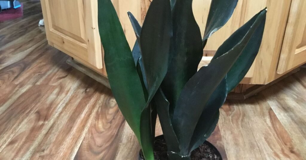 Sansevieria Black Dragon plant indoors