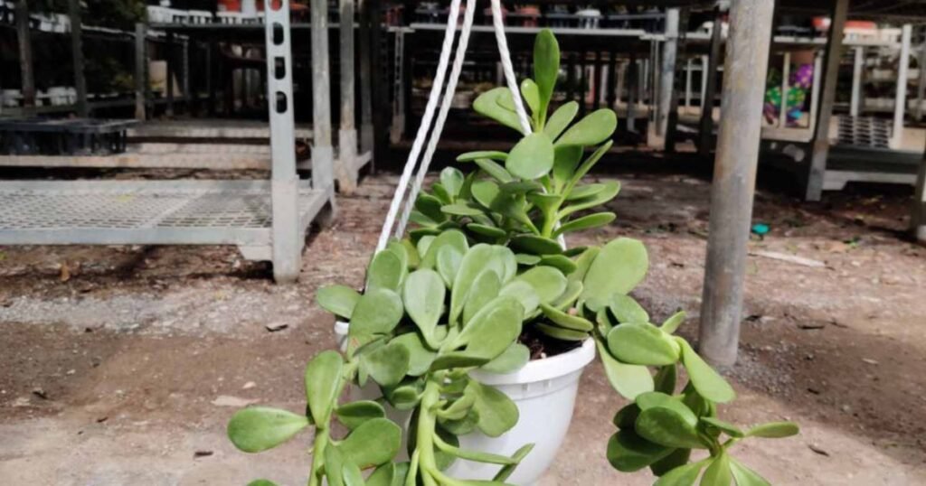 Hanging Carrasula plant