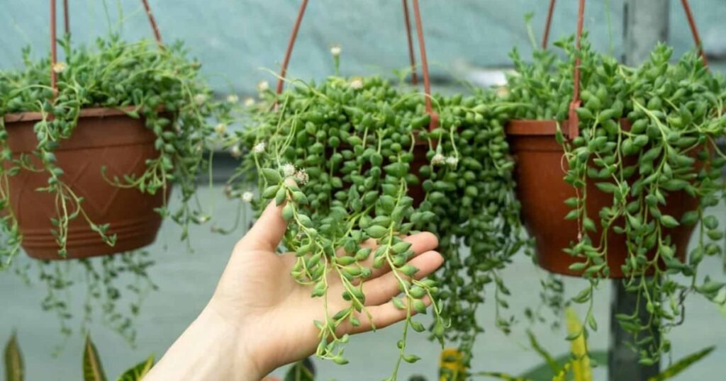 String of Pearl tubs