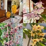Image of exotic orchid plants bundle