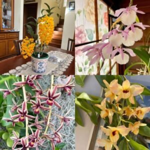 Image of exotic orchid plants bundle