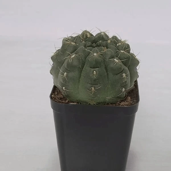 Gymnocalycium Gymnocalycium