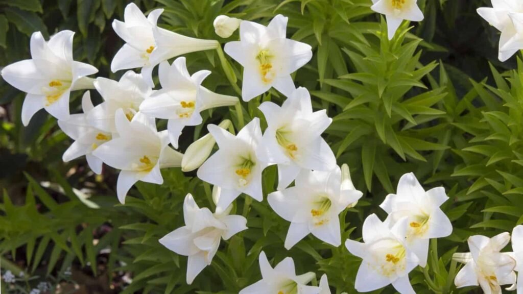 Madonna Lily