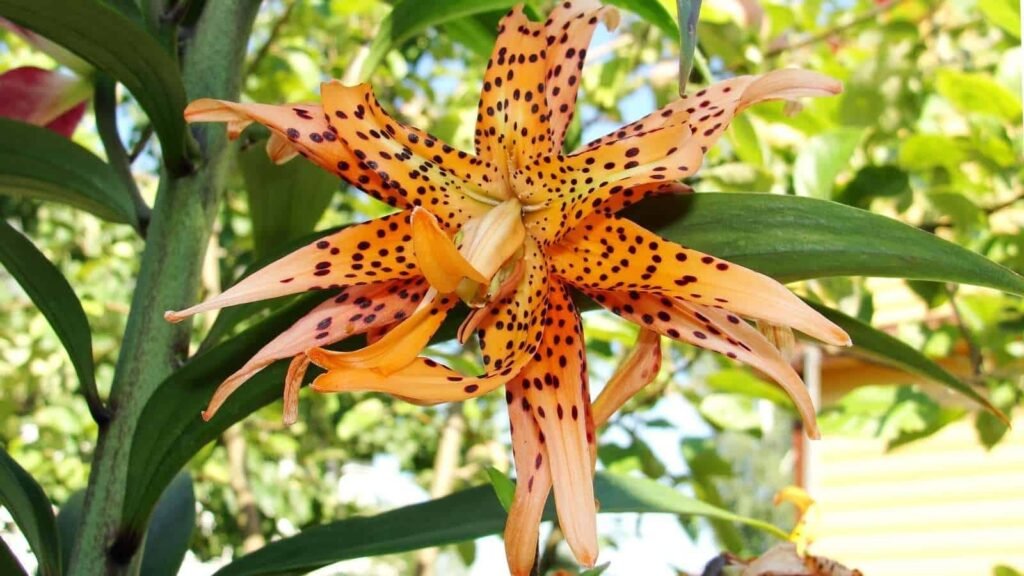 Leopard Lilies
