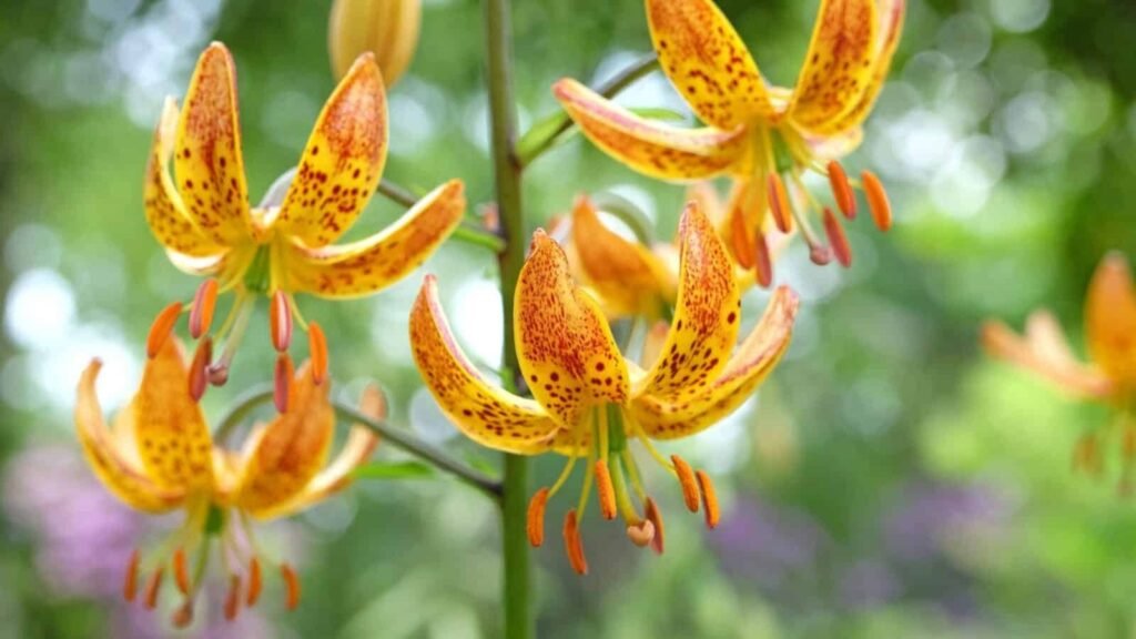 Martagon Lily
