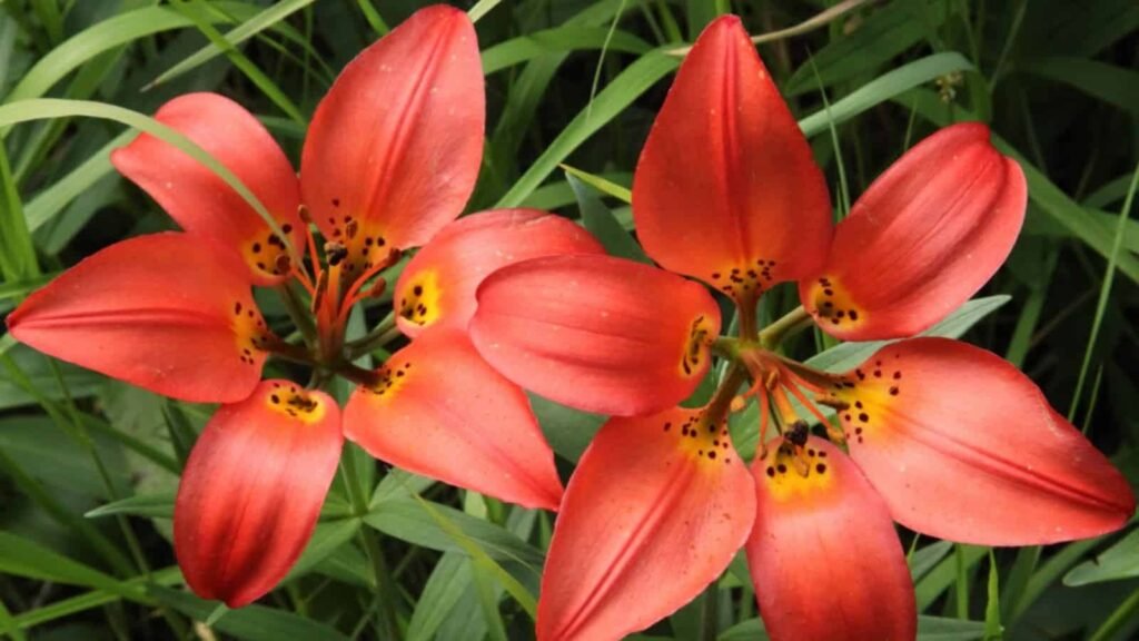 Wood Lily