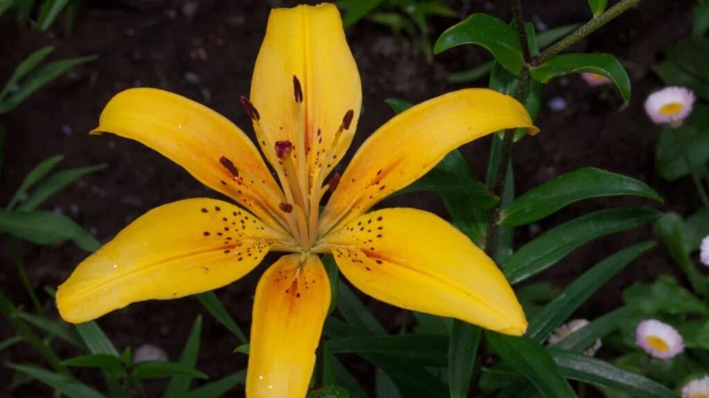 Canada Lily