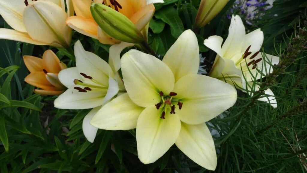 LA Hybrid Lily