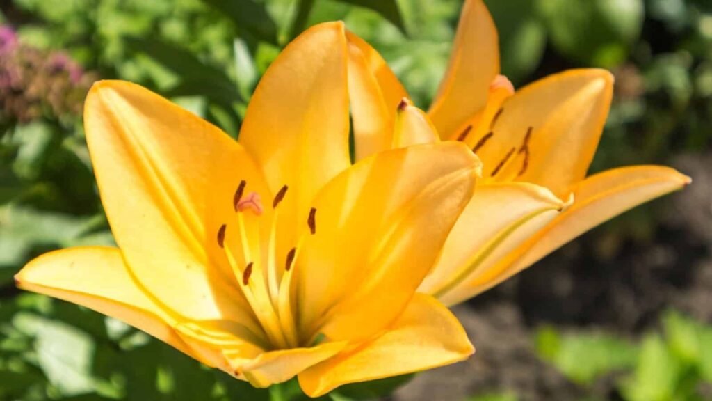 American Hybrid Lily