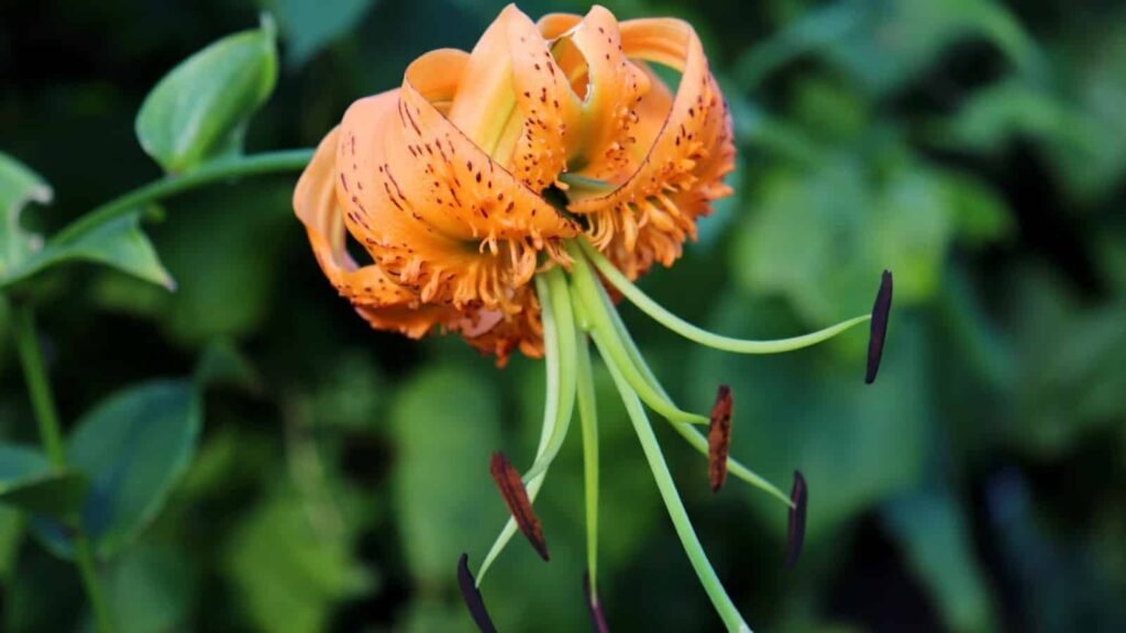 Henry's Lily