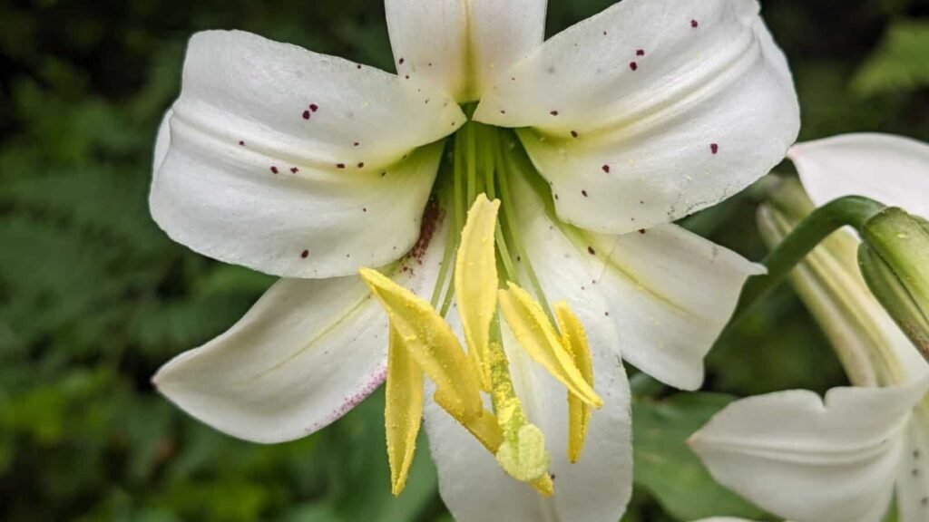 Washington Lilies