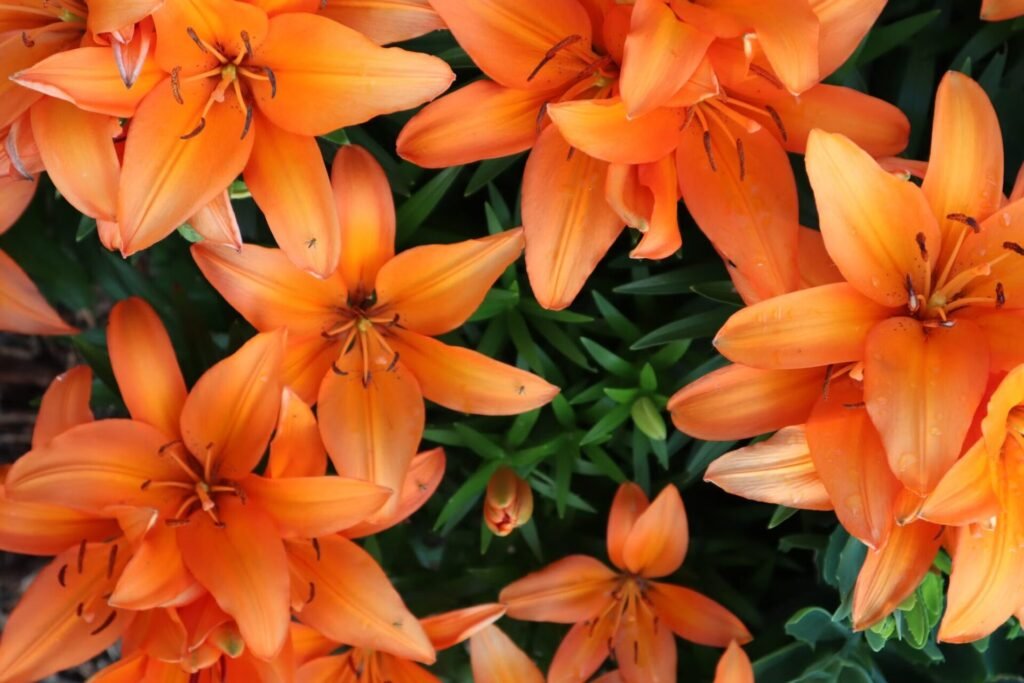 Top 20 Beautiful Lily Flower Species