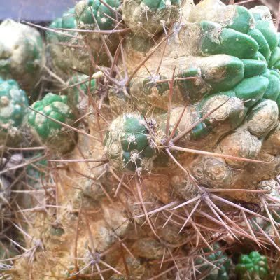 infected and mushy stem of pachycereus