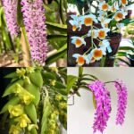 Wild Orchid Plant Combo