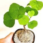 Stephania Rotunda Caudiformous plant
