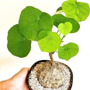 Image of Stephania Rotunda Caudiformous plant