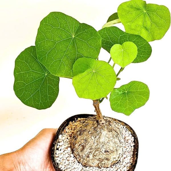 Image of Stephania Rotunda Caudiformous plant