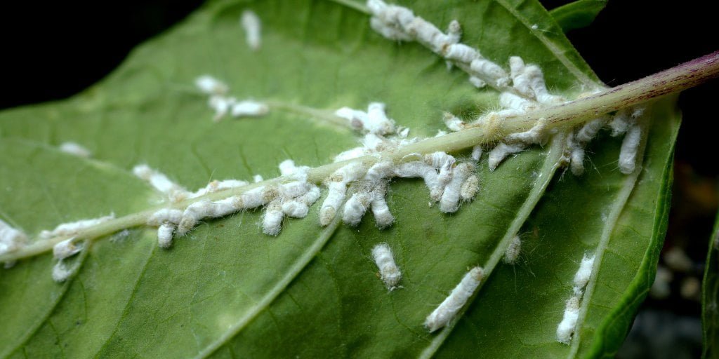mealy bugs in plants