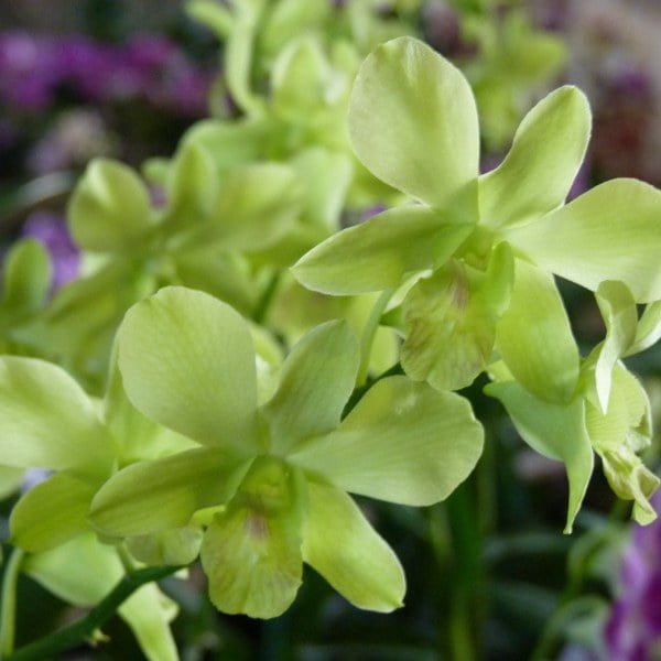Image of Dendrobium areedang green x burana stripe