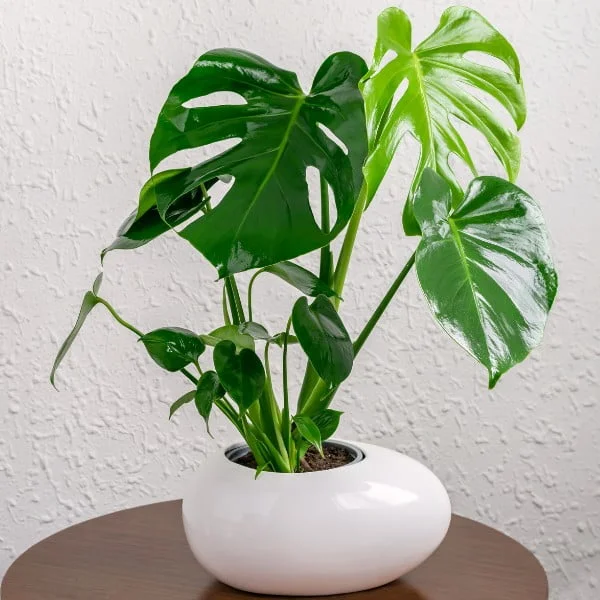 Image of Monstera Deliciosa Plant