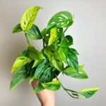 Image of Monstera adansonii plant