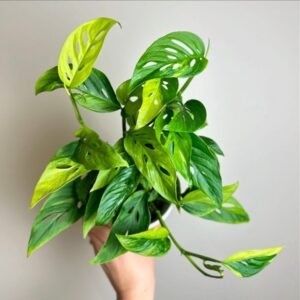 Image of Monstera adansonii plant