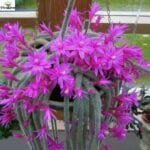 Image of rat tail cactus