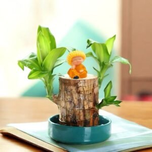 Image of Brazilian wood plant