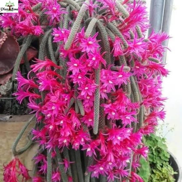 Image of rat tail cactus
