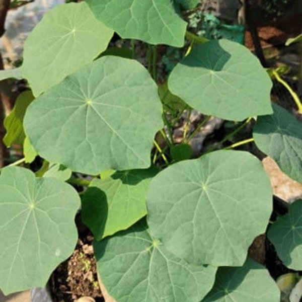 Image of Stephania Rotunda Caudiformous plant